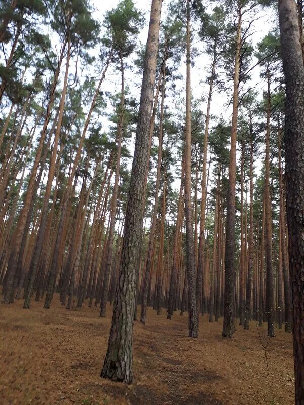 Сосновый лес тамбов. Лес тригуляй тамбов. Пригородный лес тамбов. Тамбовские леса. Тамбовский лес природа новая ляда.