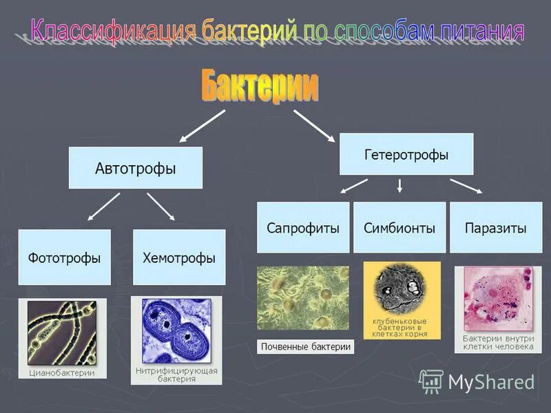 Прокариоты вирусы грибы. Питание бактерий фототрофы и хемотрофы. Тип питания автотрофный хемотрофный и. Сапрофиты фототрофы. Бактерии-гетеротрофы-сапрофиты-паразиты-симбионты.