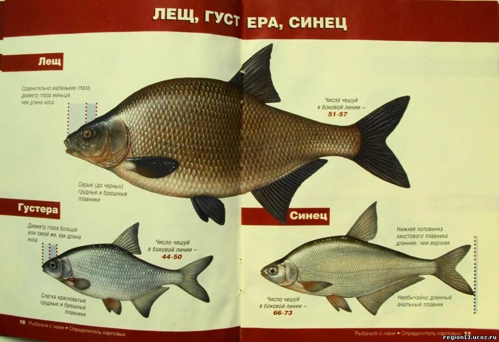 Отличие леща от густеры