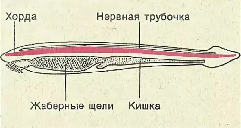 Внешнее и внутреннее строение ланцетника. Упругий эластичный тяж развивающий у позвоночных животных. Пищеварительная система ланцетника 7 класс. Общая характеристика хордовых животных. Хордовые осевой скелет.