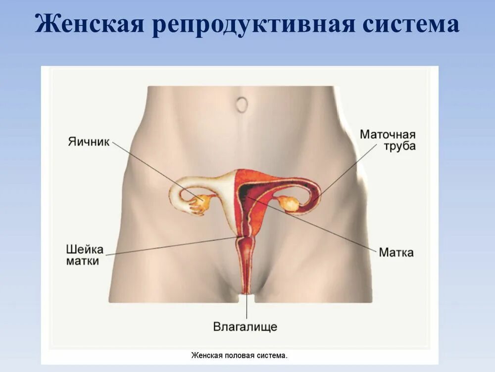 Репродуктивная женская половая система. Женская репродуктивная система. Женская половая система человека. Строение репродуктивной системы. Анатомия репродуктивной системы женщины.