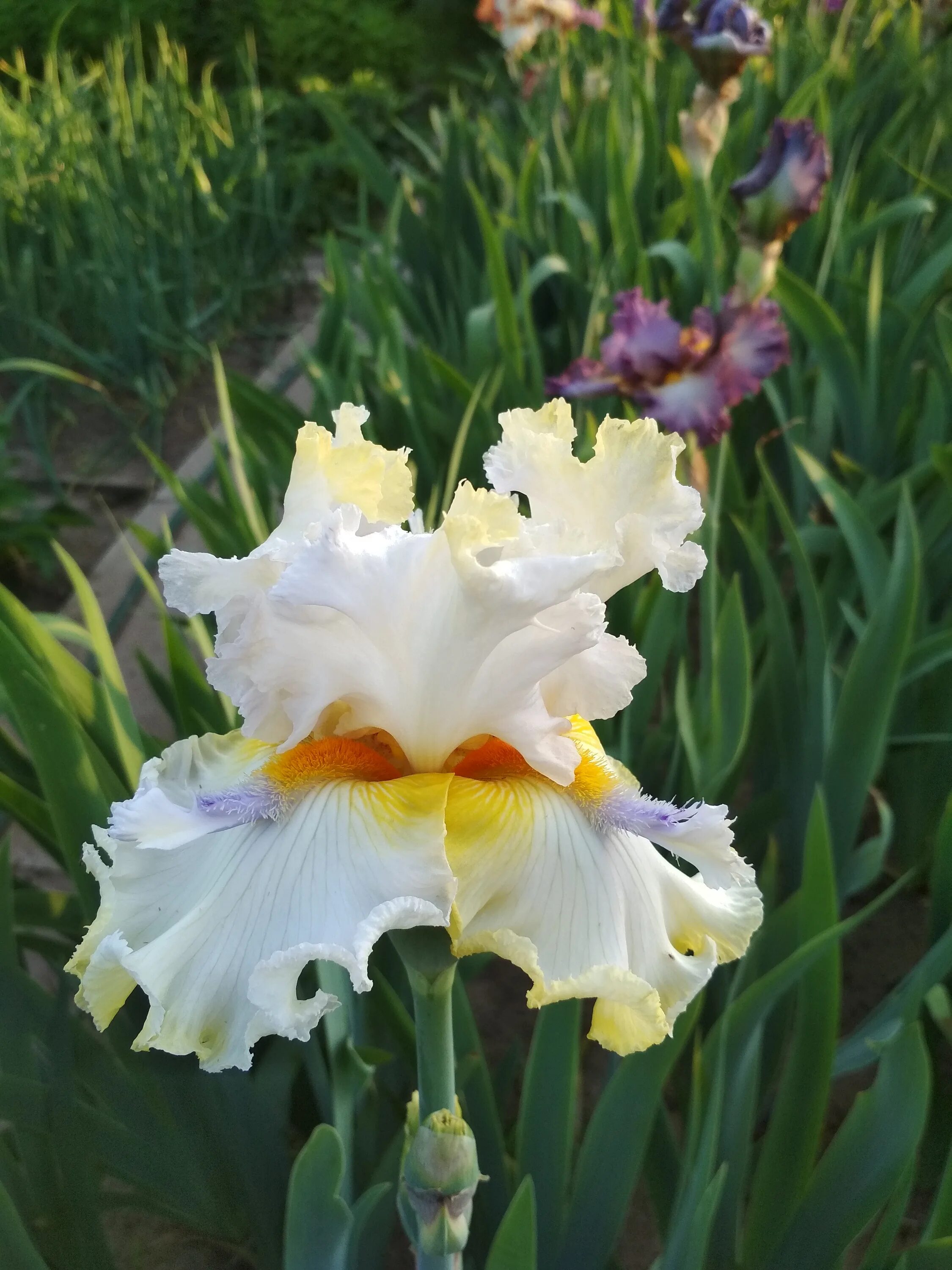 ирис германский (iris germanica dusky challenger. ирис пинк горизонт. ирис snaparazzi. ирис ростов на дону отзывы. ирис бородатый фротингслош.