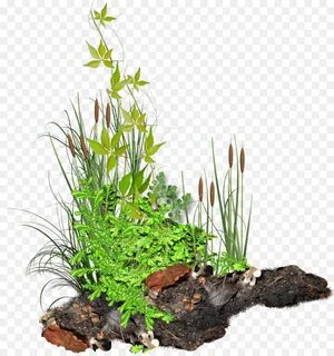 Pdf plant
