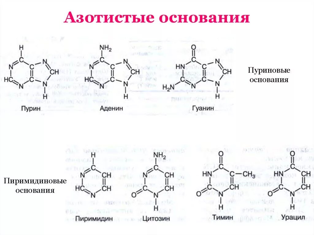 Азотистые основания