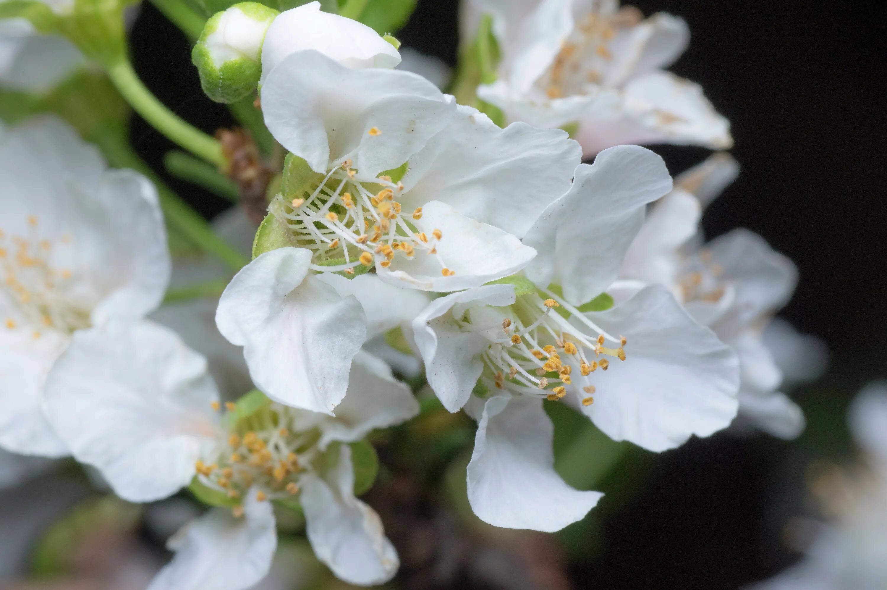 White blossoms. Цветущий персик белый. Персик цветет белыми цветами. Цветы персика белые. Белое цветение.