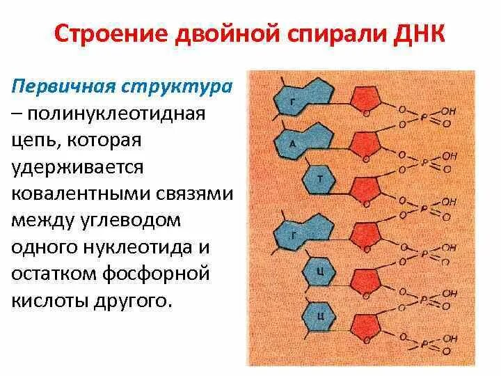 Разрывы цепи днк. Структура полинуклеотидной цепи. Строение полинуклеотидной Цепочки ДНК. Первичная структура ДНК. Структура полинуклеотидов.