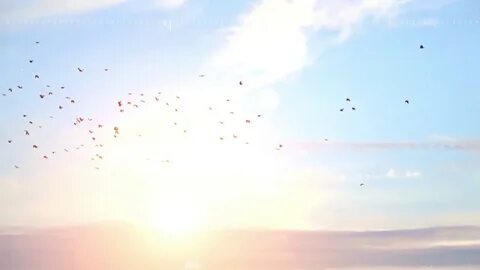 Birds flying high you know