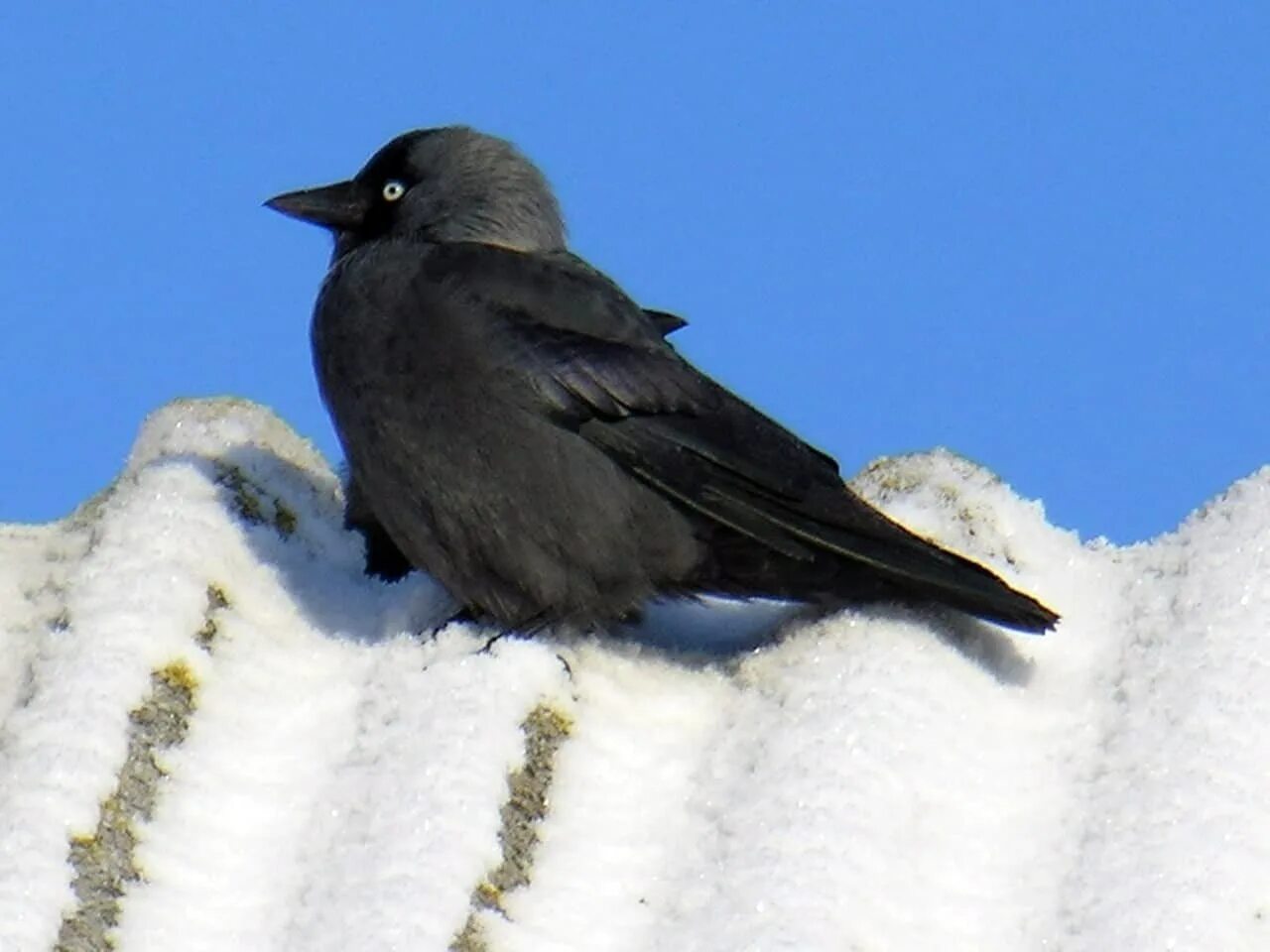 Галка обыкновенная ‒ Corvus monedula. Зимующие птицы Галка. Галки зимующие или перелетные. Галка зимующая птица или Перелетная