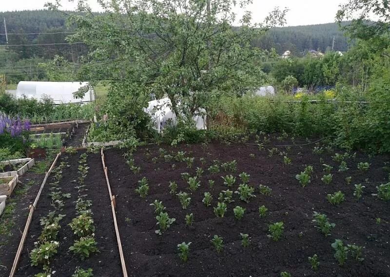 Коллективный сад екатеринбург. Коллективные сады индекс. Дача в коллективном саду. Сад малахит полевской. Коллективные сады индекс.