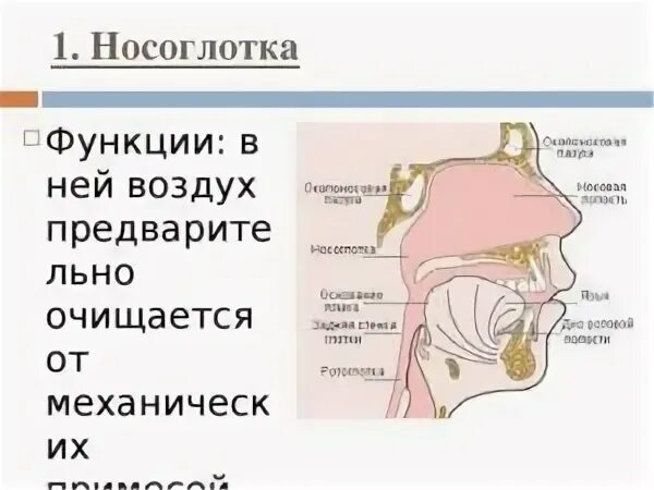 Значение носоглотки человека. Носовая полость и носоглотка строение и функции. Носоглотка особенности строения и функции. Носовая глотка строение и функции. Функции носоглотки в дыхательной системе.
