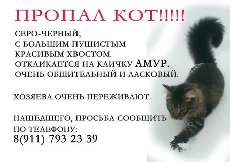 Потерялся кот