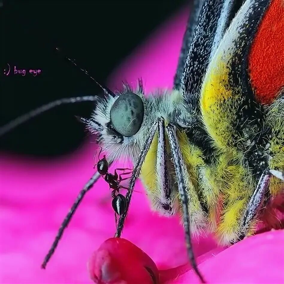 Бабочка макро фото Wallpaper : animals, nature, butterfly, insect, yellow, lepidoptera, leaf, flowe