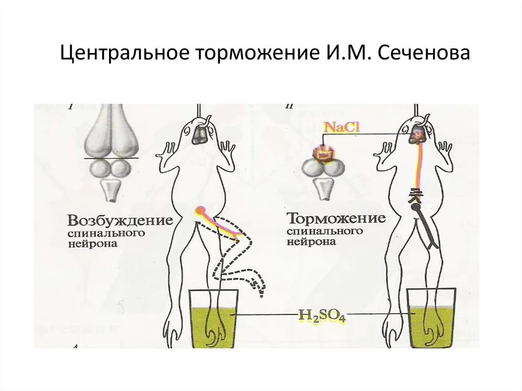 Опыт Сеченова торможение. Опыт Сеченова центральное торможение. Схема опыта Сеченова торможение. «Центральное торможение (опыт и.м. Сеченова).