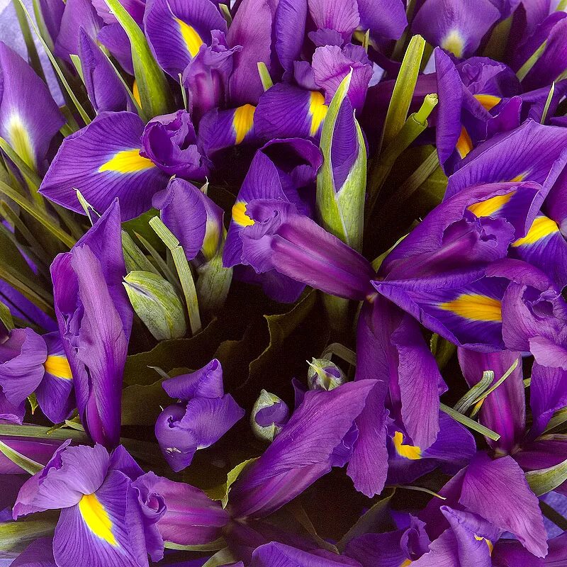 Ирисы фиолетовые. Ирис сетчатый Фабиола. Ирис фиолетовый (Iris camillae f. violacea). Тюльпаны с ирисами.