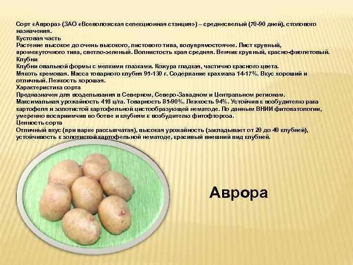 Картофель фламинго характеристика сорта отзывы вкусовые качества