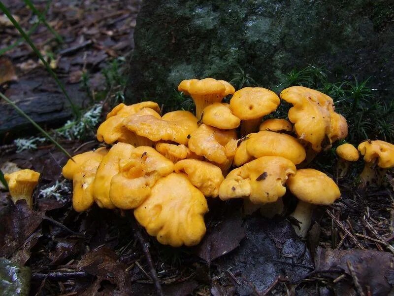 Лисичка желтая (cantharellus cibarius). Боровые лисички. Грибы лисички места. Лисички грибы поляна. Серая лисичка гриб.