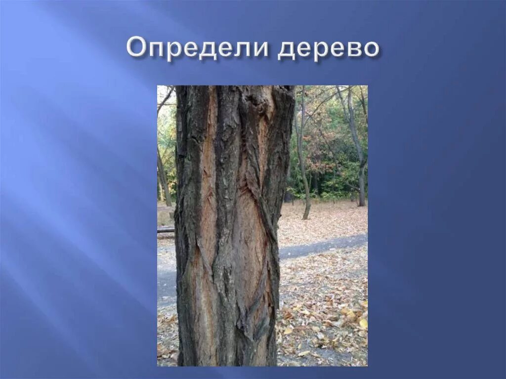 Как отличить деревья. Определи дерево. Измерить дерево. Определение дерева по фото. Определить дерево по фото.