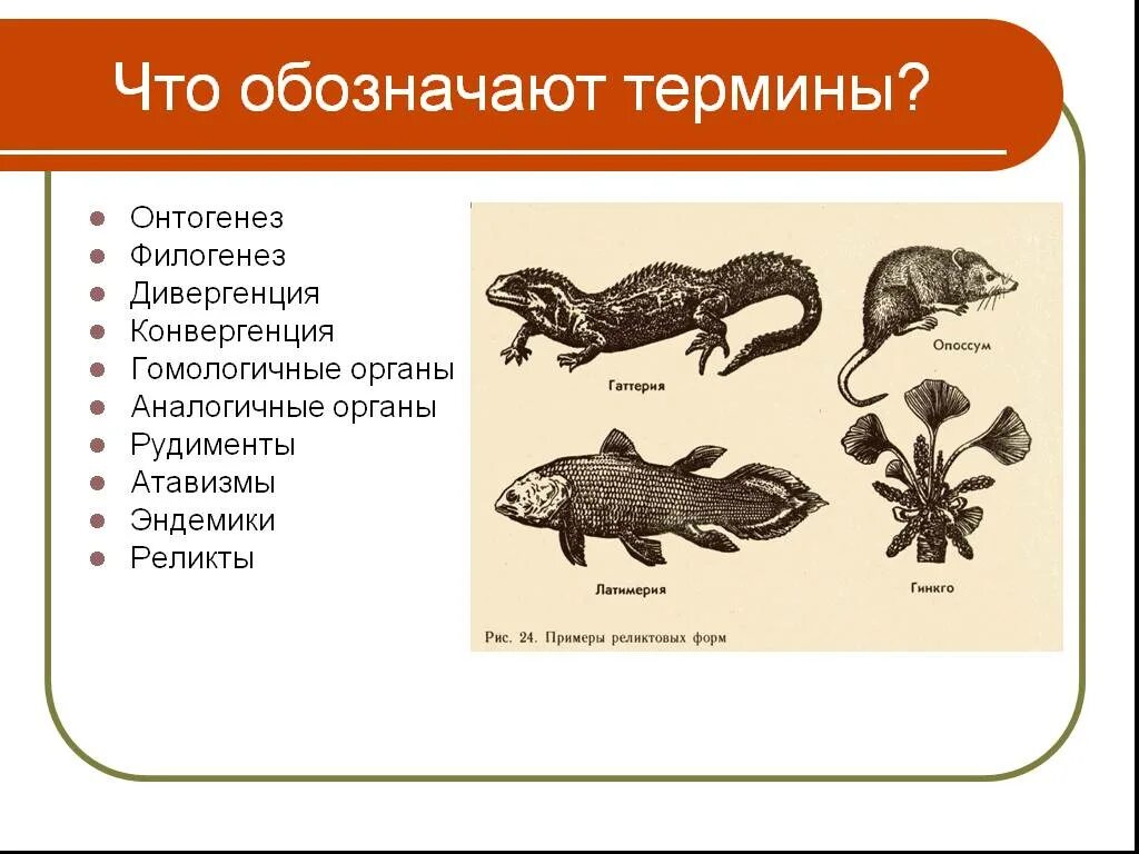 Термины обозначающие развитие биологических систем
