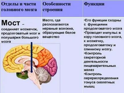 Большие полушария переднего мозга строение и функции