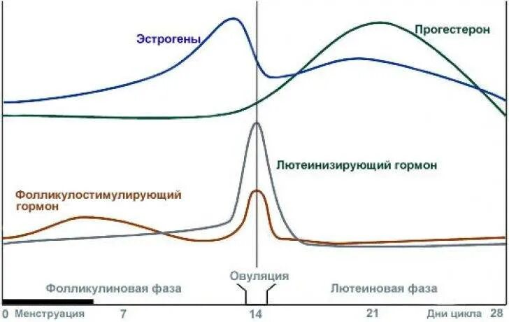 Гормональные колебания. Уравнение гармонических колебаний формула. Гормональные колебания. Менструальная фаза цикла характеризуется. Колебания уровня либидо.