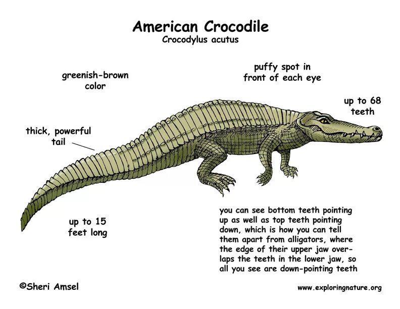 A crocodile is longer than a