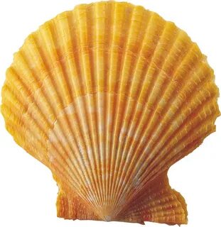 Ракушка детская