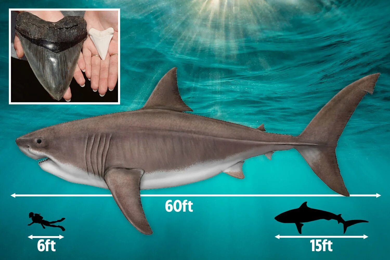 Какой длины акула. Вес МЕГАЛОДОНА акула. МЕГАЛОДОН И белая акула. МЕГАЛОДОН 30 метров. МЕГАЛОДОН Размеры.