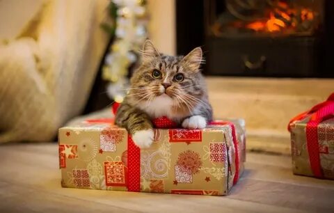 Новогодний подарок кот