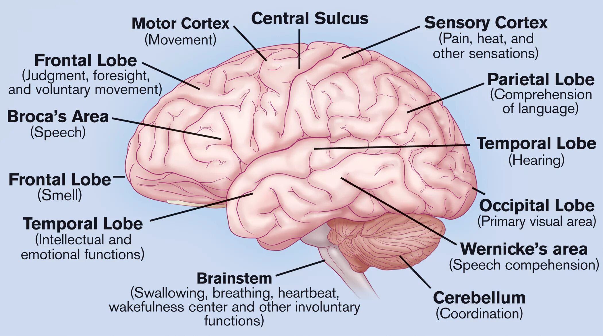 Brain functions. Human Brain structure. Parts of the Brain. Brain structure and function. Human structure