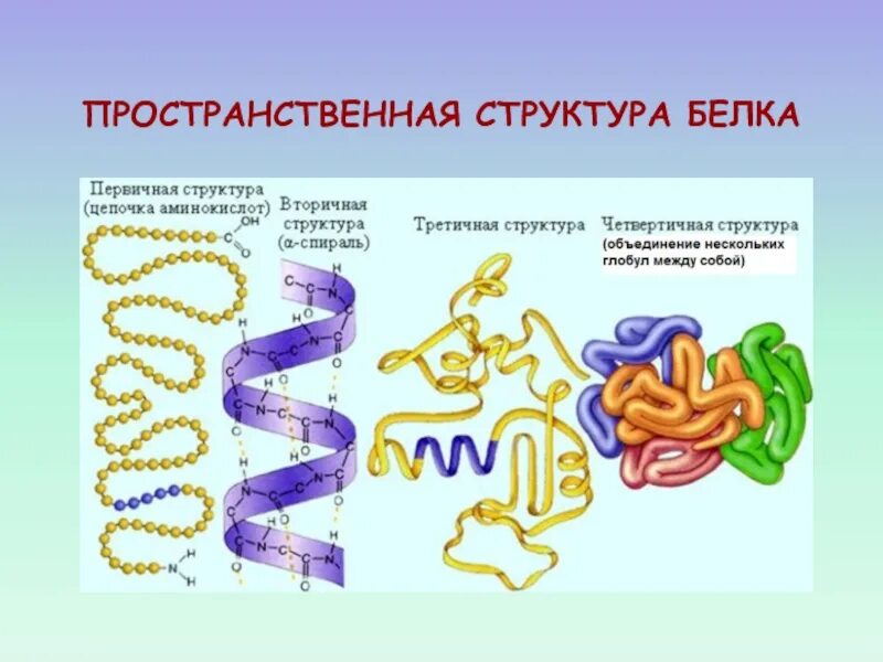 Каждый белок имеет строго определенную пространственную структуру. Каждый белок имеет строго определенную пространственную структуру
