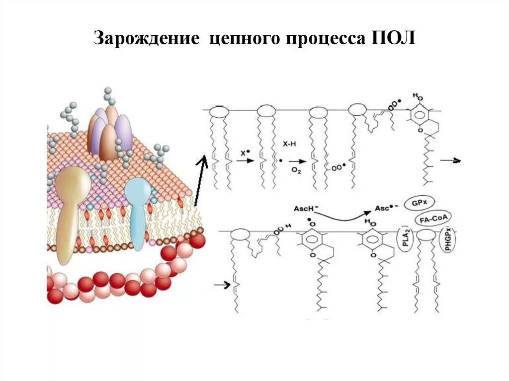 Пол липидов. Перекисное окисление липидов. Перекисное окисление мембранных липидов. Схема перекисного окисления липидов биохимия. Пол перекисное окисление липидов биохимия это.
