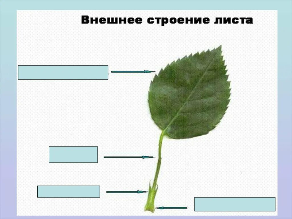 Лист 1 уровень. Внешнее строение листьев. Лист внешнее строение листа. Внешнее строение листа биология. Внешнее и внутреннее строение листа.