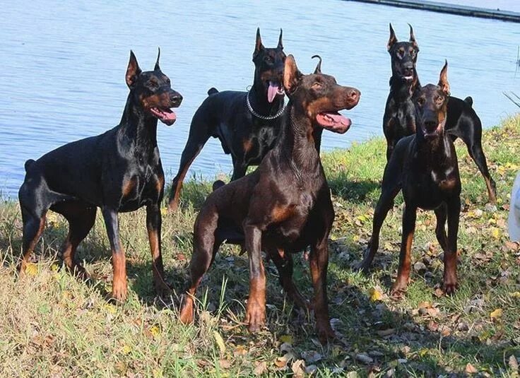 5 доберманов. 5 доберманов. Сторожевой доберман. Доберман коричневый. 5 доберманов.