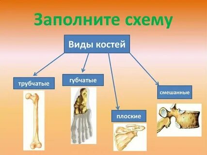 Таблица вид костей особенности примеры