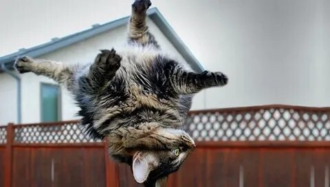 Включи кот падает