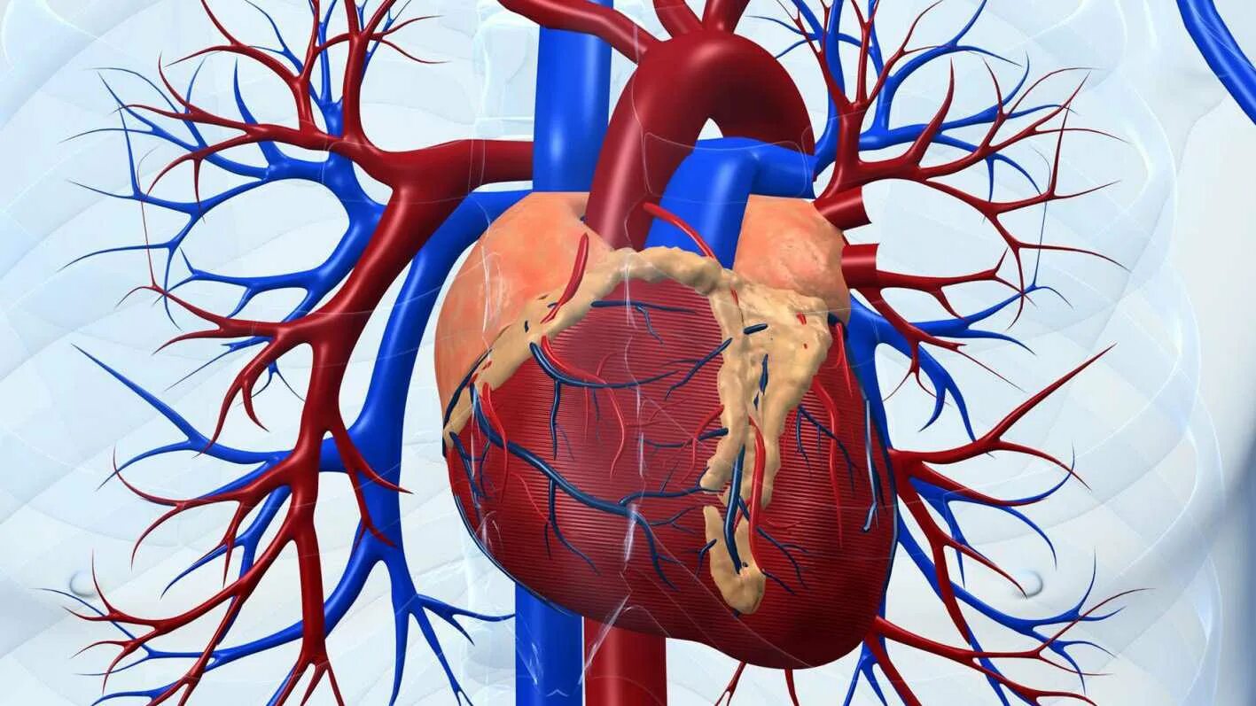 Возрастные изменения сердца. Сердце у пожилых людей. Изменение сердечно сосудистой системы. Сосуды сердца. Возрастные изменения сердечно-сосудистой системы.