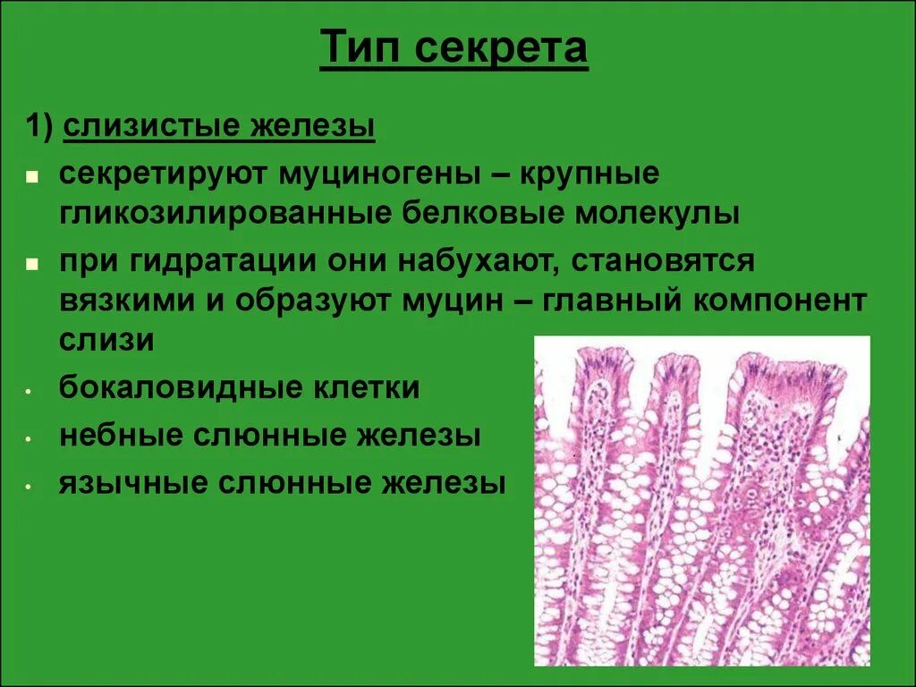 Слизистые клетки секрет. Слизисто белковые железы. Типы желез белковые слизистые.