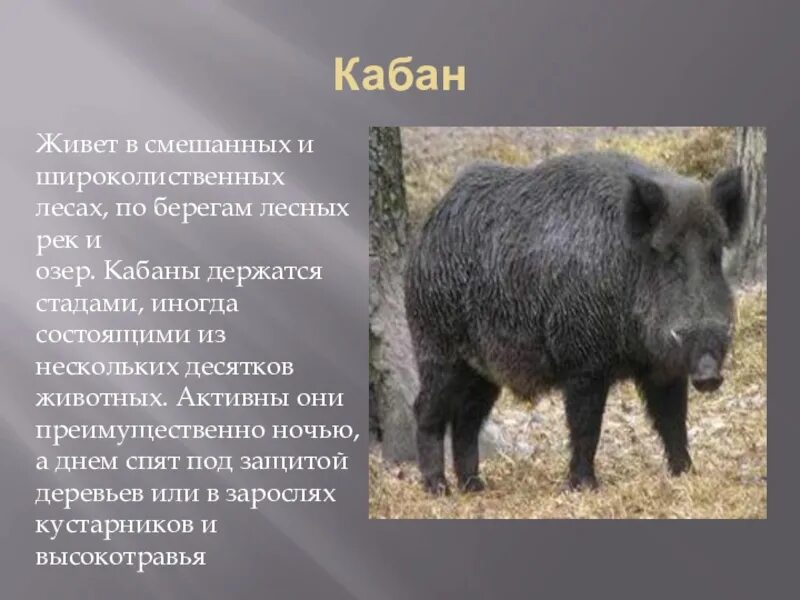 Способ питания кабанов