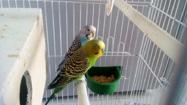Когда выпускать попугая из клетки после покупки