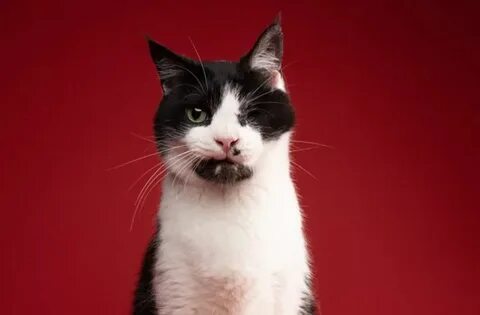 Cat cat dug