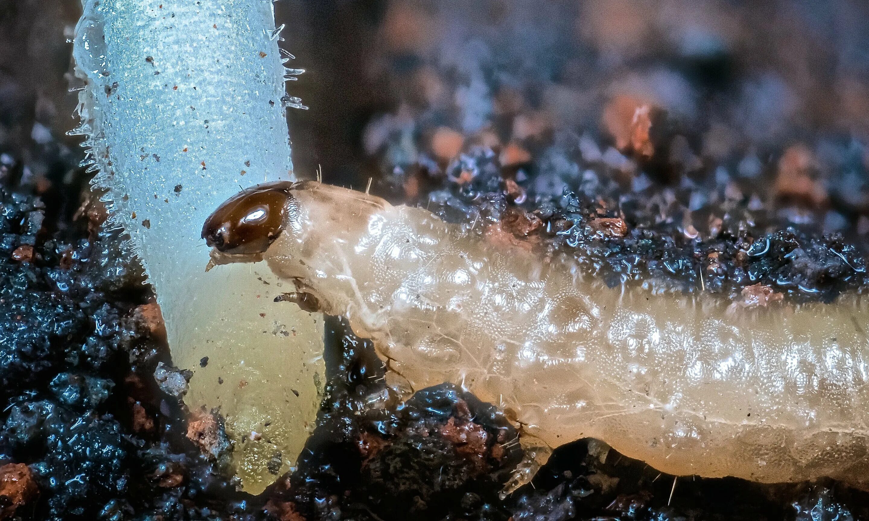 Личинки корень. Остракоды ЛАРВА. Rootworm. Western Corn.