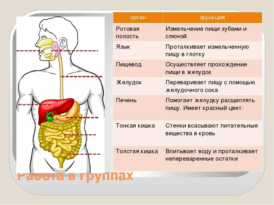 Какой орган переваривает пищу. Пищеварительная система человека схема 3 класс окружающий мир. система органов пищеварения человека 3 класс. пищеварительная система система 4 класс. пищеварительная система 4 класс окружающий мир.