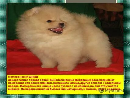 Достоинства и недостатки шпицев