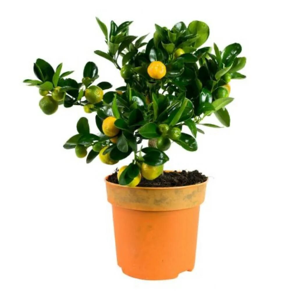 Каламондин oriana. Цитрофортунелла каламондин 15/45. Мандарин каламондин. Цитрофортунелла мандарин 22/85. Цитрофортунелла.