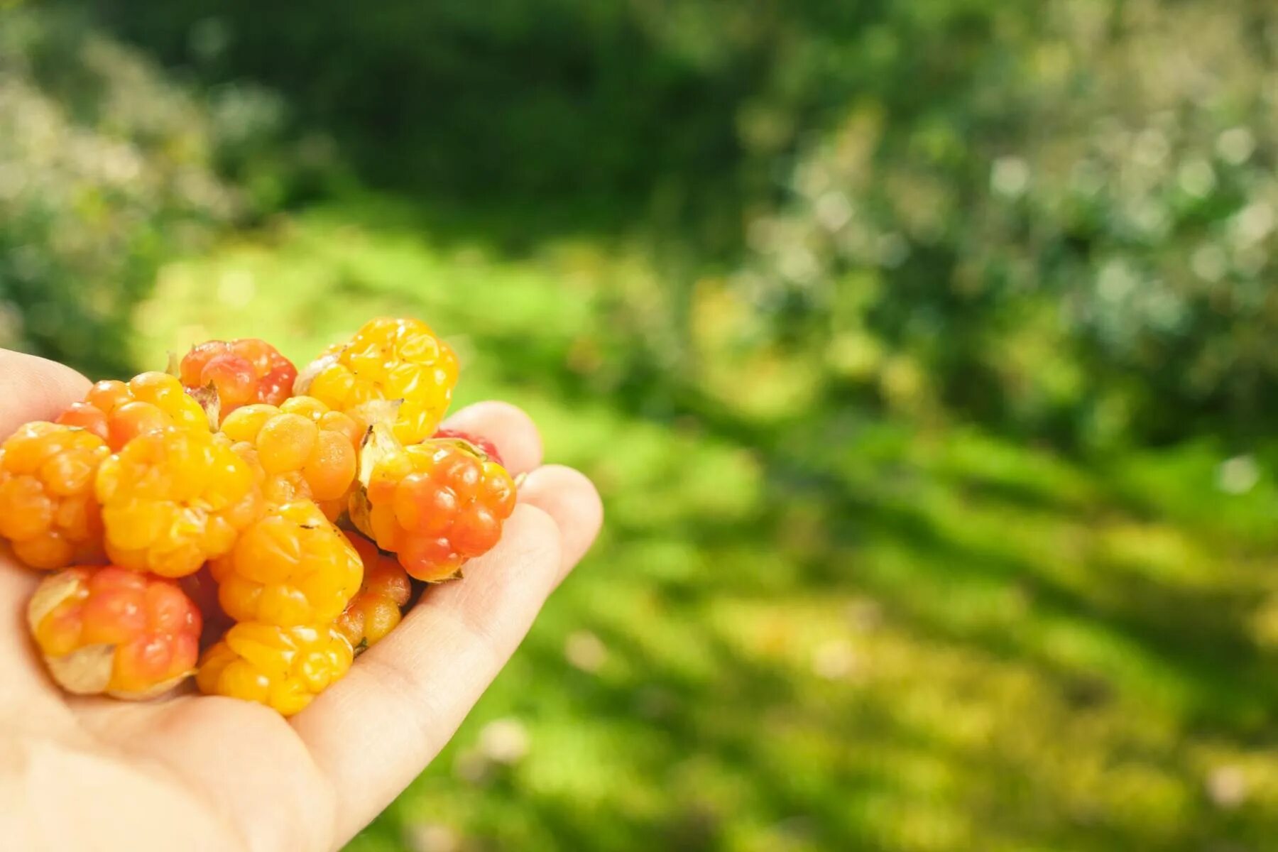 Cloudberry. Морошка ягода. Северная ягода Морошка. Финляндия Морошка. Финская Морошка.