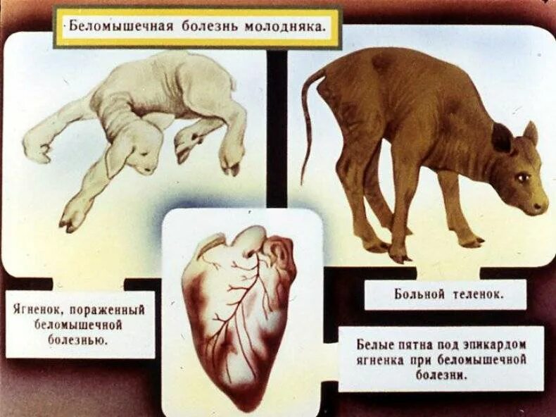 Заболевания ягнят. Беломышечная болезнь молодняка. беломышечная болезнь ягнят этиология болезни. беломышечная болезнь ягнят. беломышечная болезнь беломышечная у ягнят.