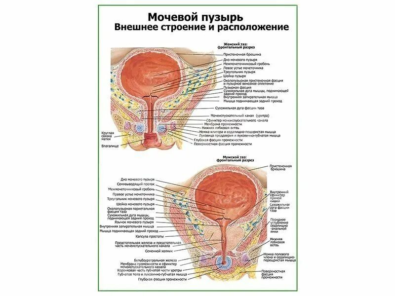 Мочевой пузырь строение и функции. Строение мочевого пузыря. Мочевой пузырь анатомия. Мочевой пузырь анатомия человека. Мочевой пузырь расположение строение.