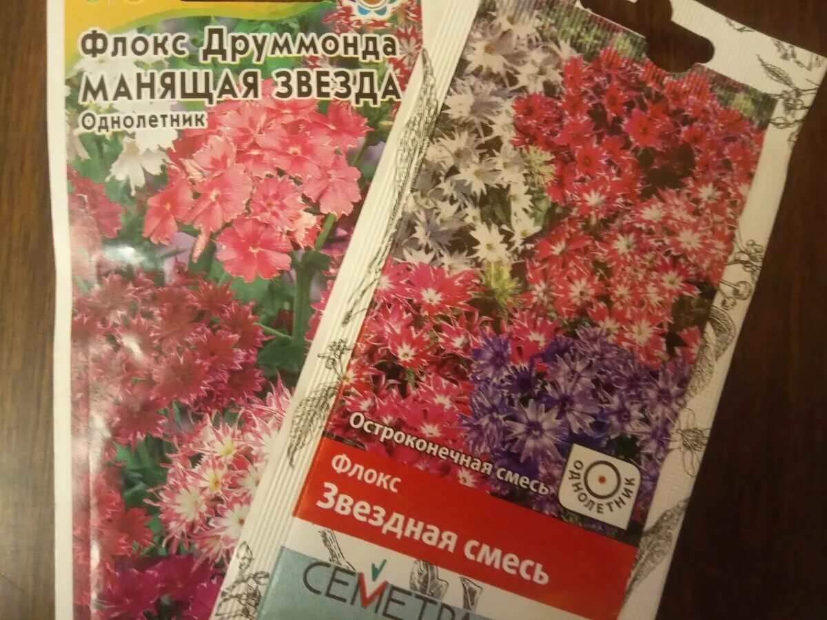 Флоксы гном однолетние. Стратификация семян клубники. Холодовая стратификация семян. Сроки стратификации семян. Стратификация семян.