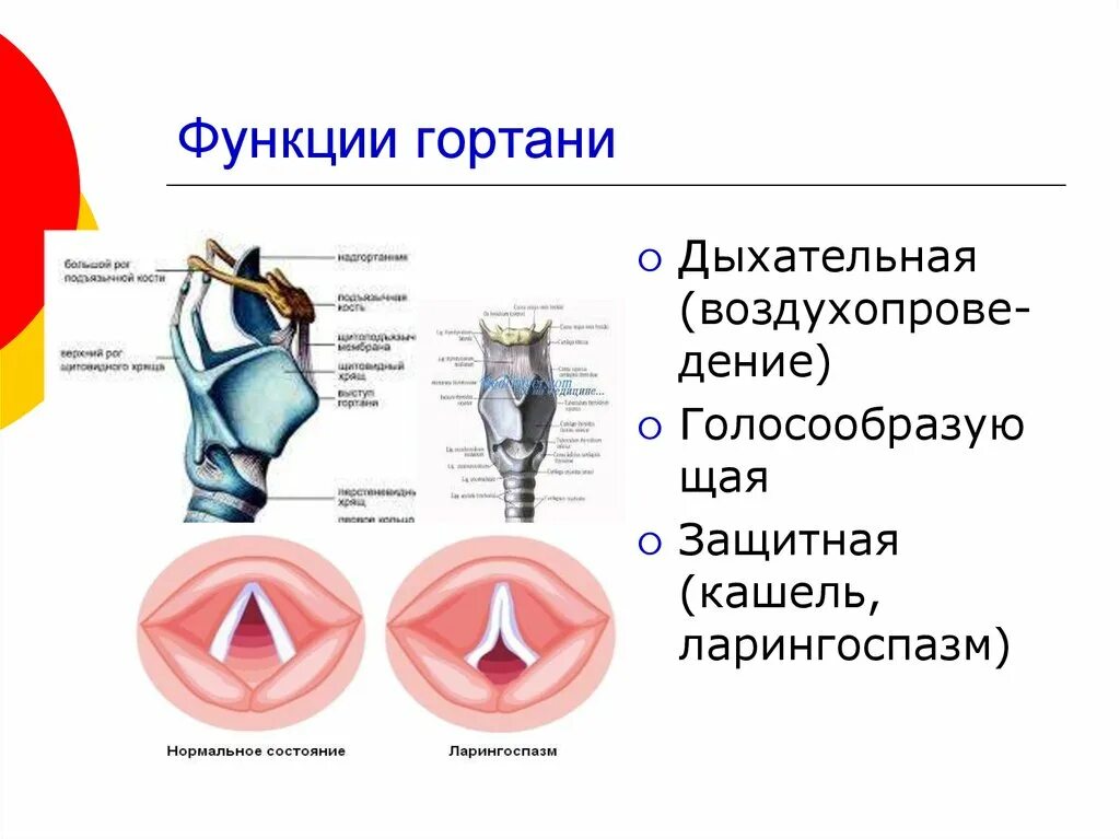 Голосовые функции. Гортань анатомия функции. Функции гортани в дыхательной системе. Гортань строение и функции. Дыхательная система человека гортань анатомия.