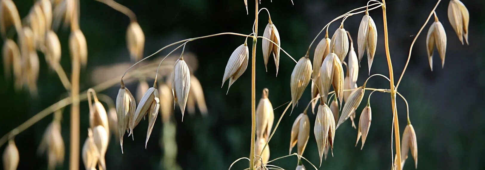 Возделывание овса. Овес обыкновенный (Avena Sativa рис. Овес Меган-2000. Pamir ovec. Овес посевной 0,5кг.